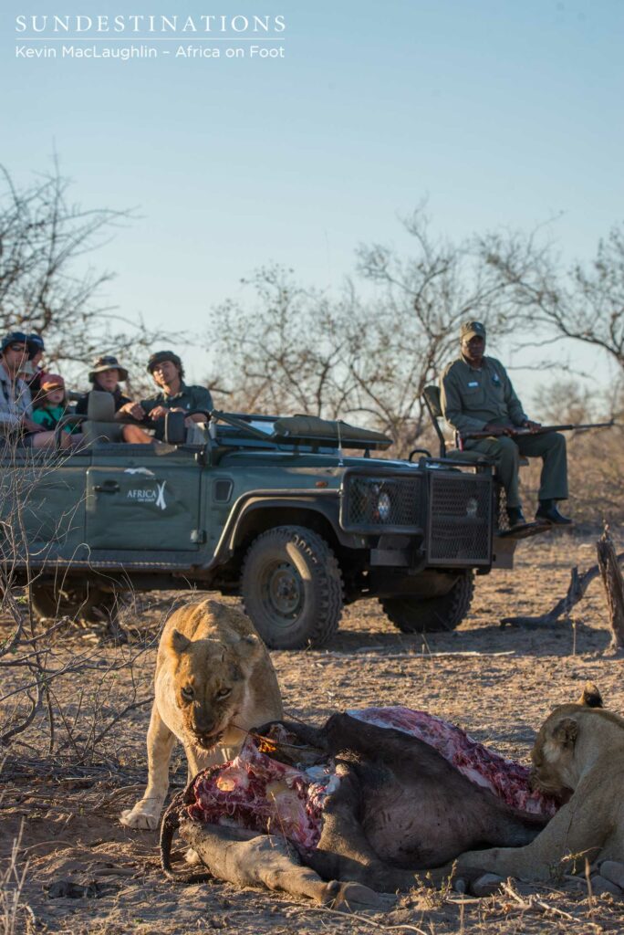 Africa on Foot arrive at the sighting of the lion kill Africa on Foot arrive at the sighting of the lion kill