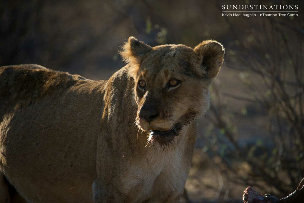 Alert lioness at the site of her buffalo kill Alert lioness at the site of her buffalo kill