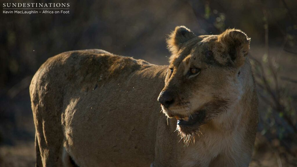 Full bellied lioness after a buffalo kill Full bellied lioness after a buffalo kill