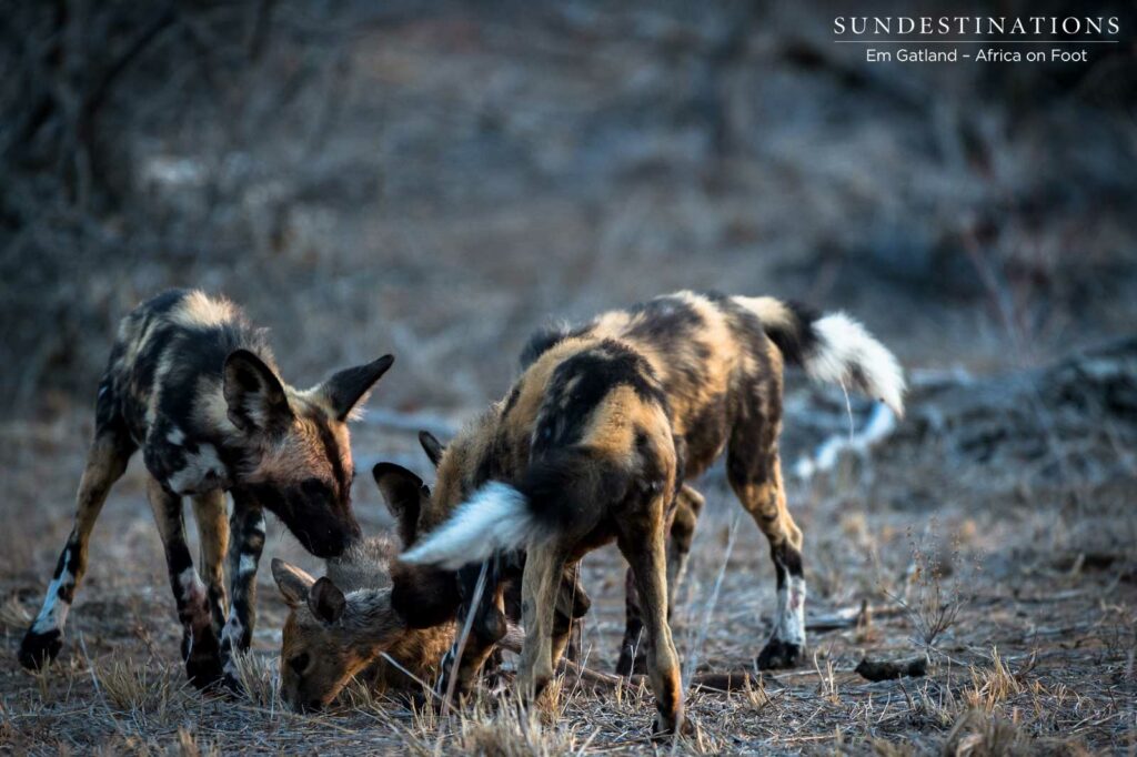 African wild dogs seen on foot making a kill at Africa on Foot African wild dogs seen on foot making a kill at Africa on Foot