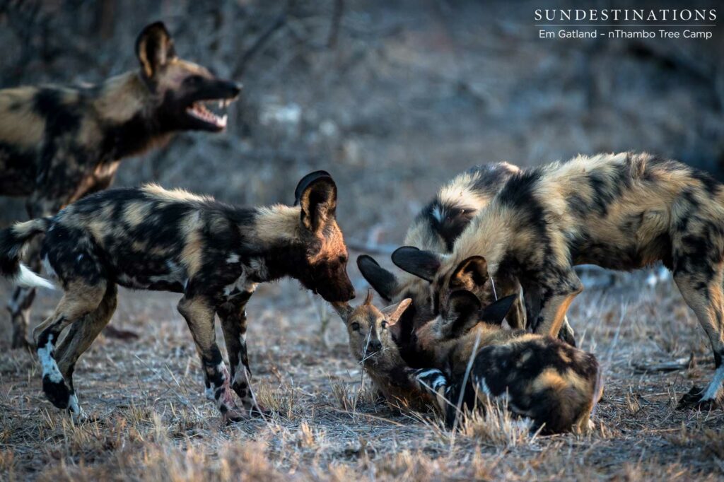 African wild dogs seen on foot making a kill at Africa on Foot African wild dogs seen on foot making a kill at Africa on Foot
