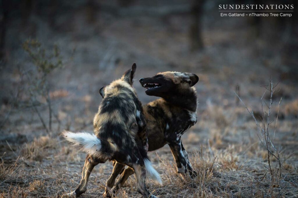 African wild dogs seen on foot making a kill at Africa on Foot African wild dogs seen on foot making a kill at Africa on Foot