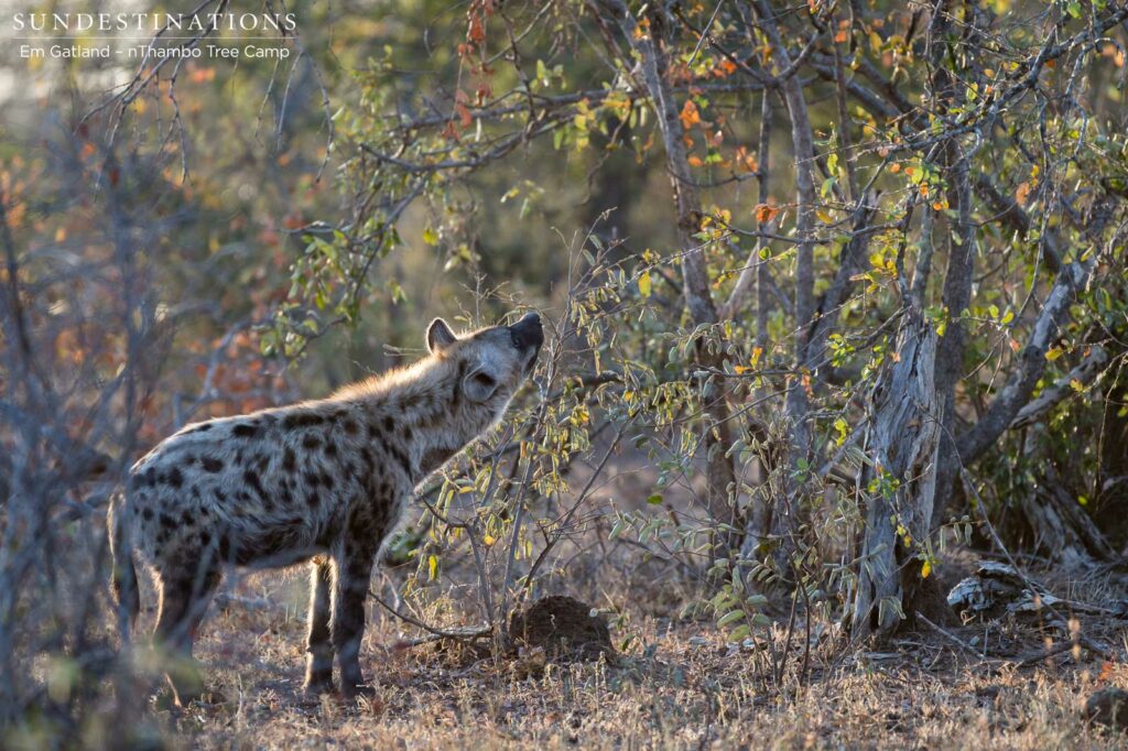 Hyena peering up at a leopard kill in a tree Hyena peering up at a leopard kill in a tree