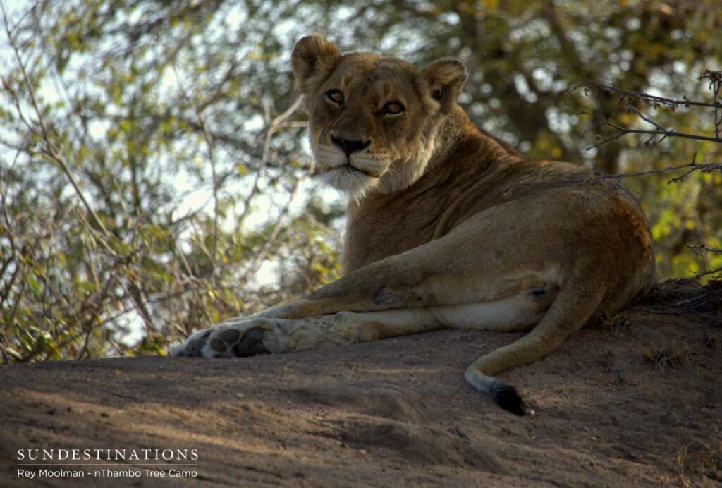 Ross Breakaway lioness Ross Breakaway lioness