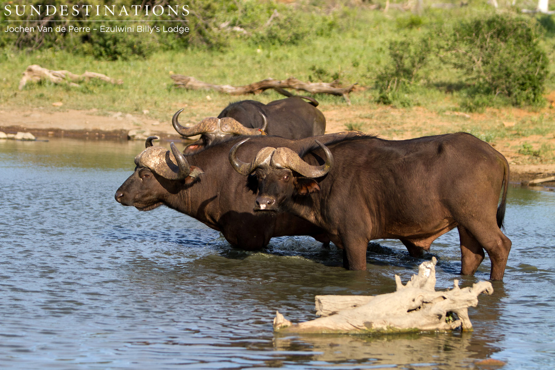 Cape Buffalo Ezulwini Cape Buffalo Ezulwini