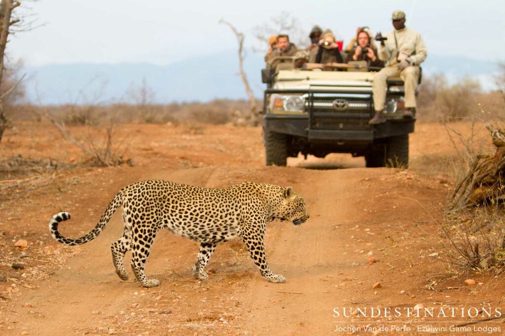 Chavaluthu commanding the floor as he crosses between game viewers and the cameras spring to action! Chavaluthu commanding the floor as he crosses between game viewers and the cameras spring to action!
