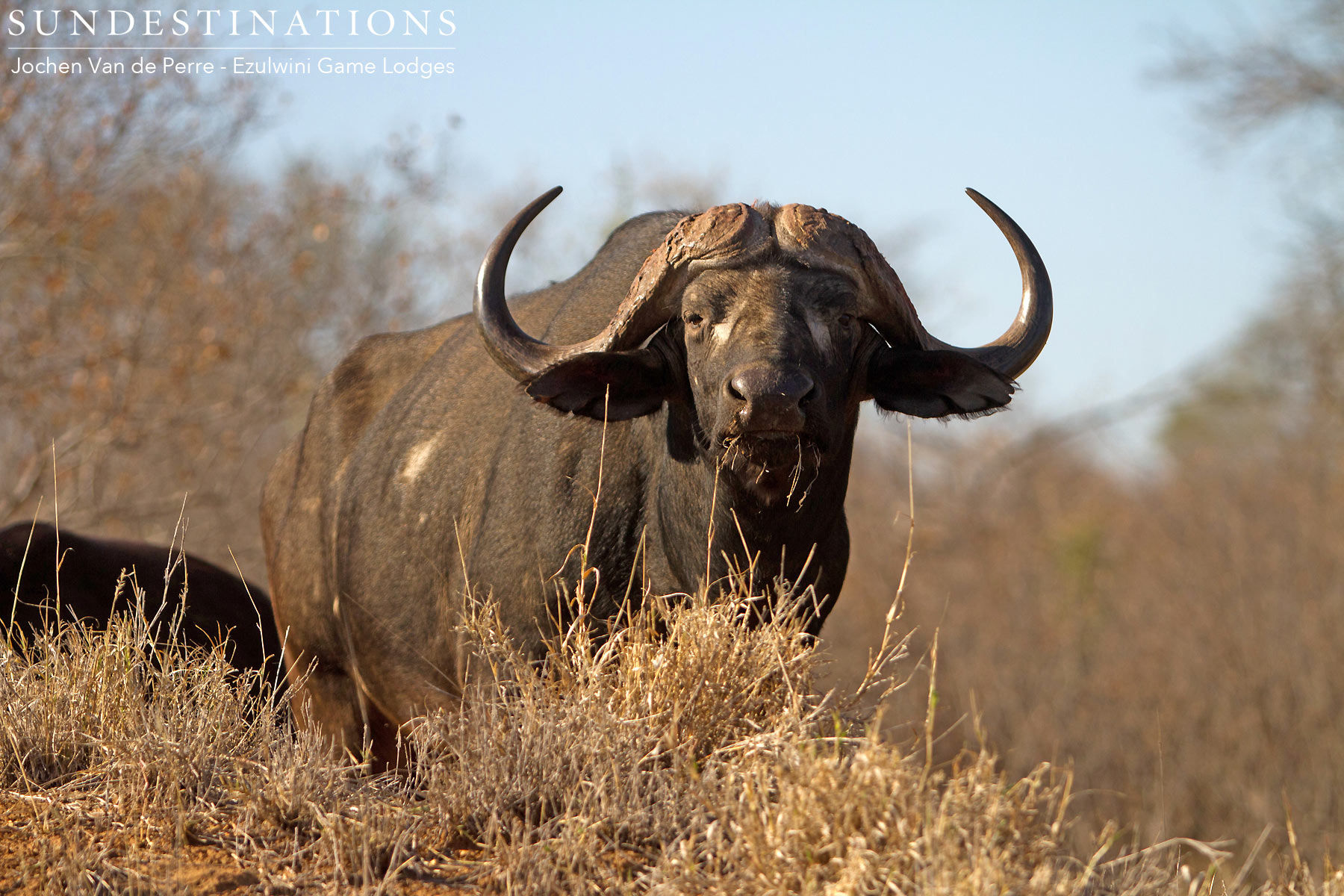 Buffalo Bull - Dagha Boy Buffalo Bull - Dagha Boy