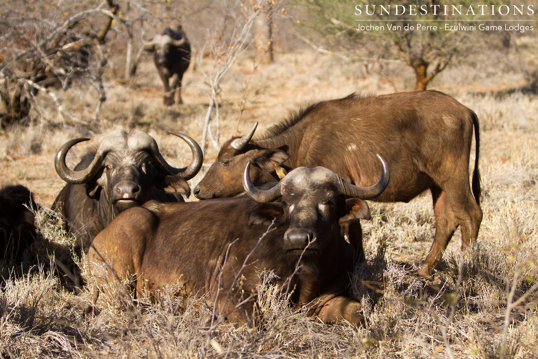 Buffalo in Balule Lying Down Buffalo in Balule Lying Down
