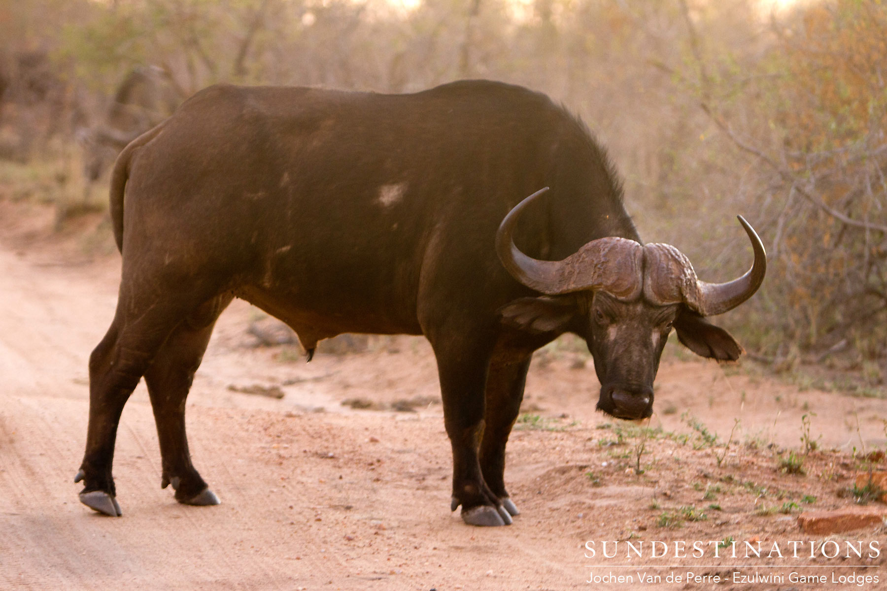 Lone Dagga Boy Lone Dagga Boy