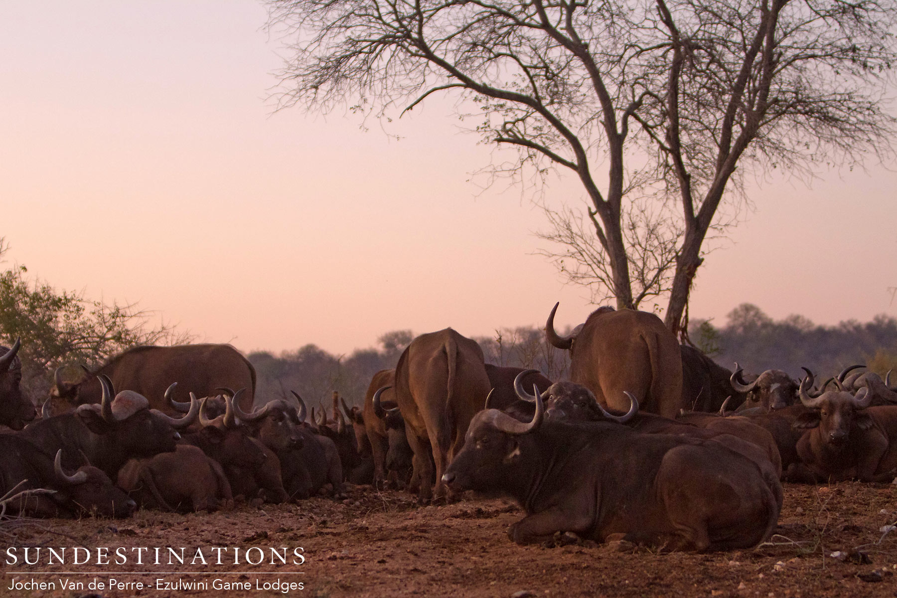 Buffalo Herd Sunset Buffalo Herd Sunset