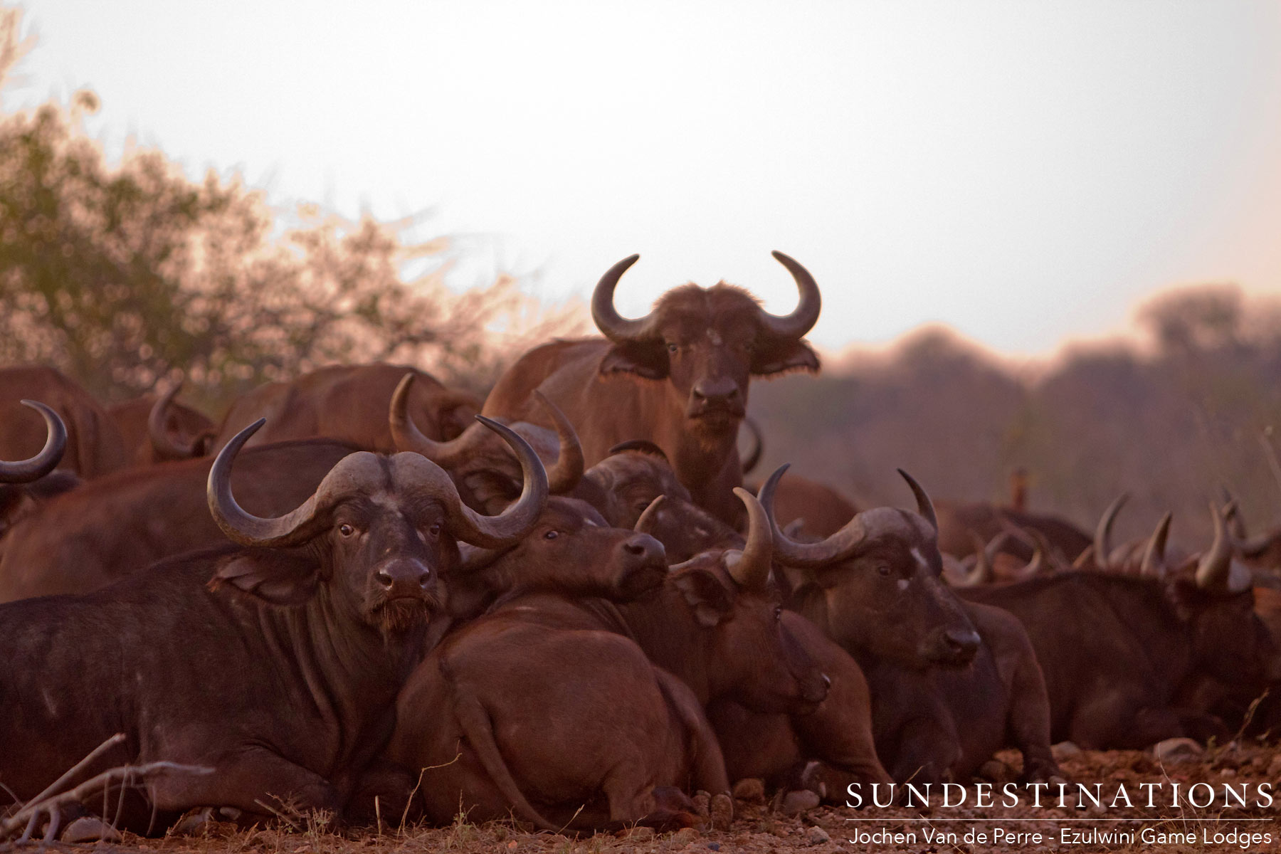 Balule Buffaloes Balule Buffaloes