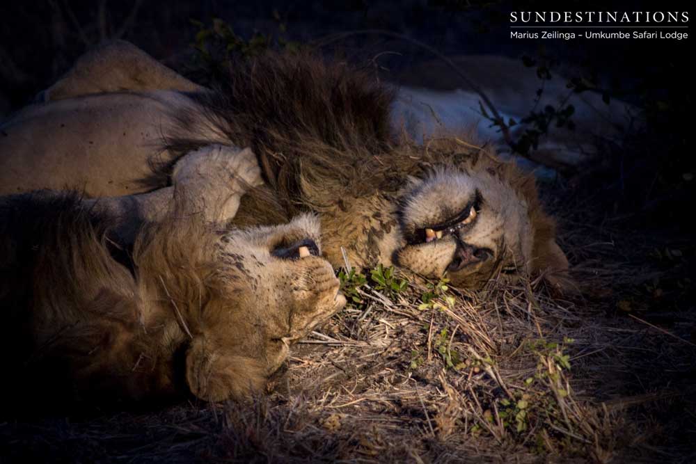 Charleston male lions seen at Umkumbe Safari Lodge Charleston male lions seen at Umkumbe Safari Lodge