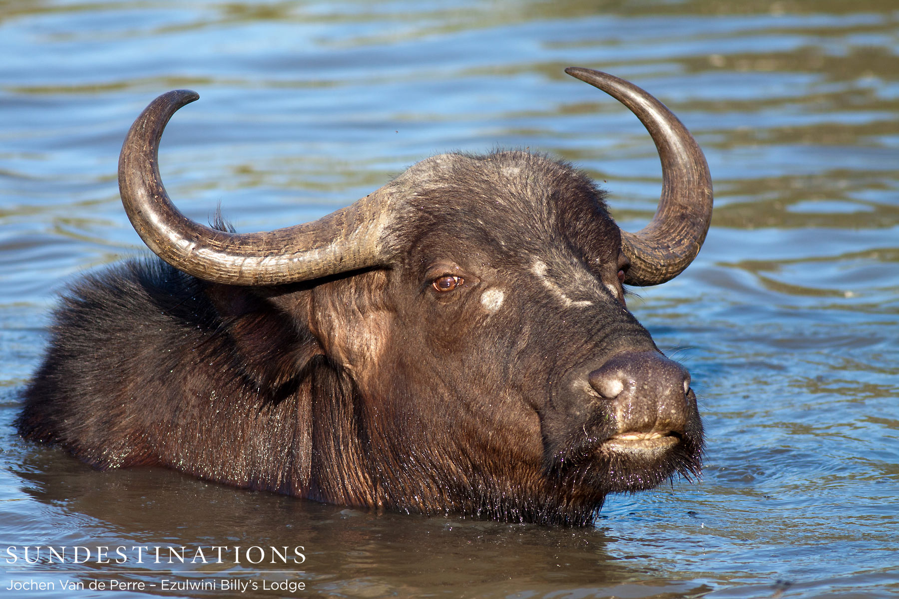 Cape Buffalo Swimming Cape Buffalo Swimming