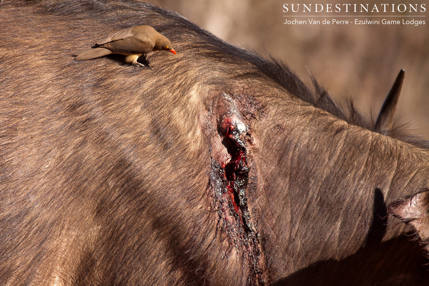 Oxpecker on Cape Buffalo Oxpecker on Cape Buffalo