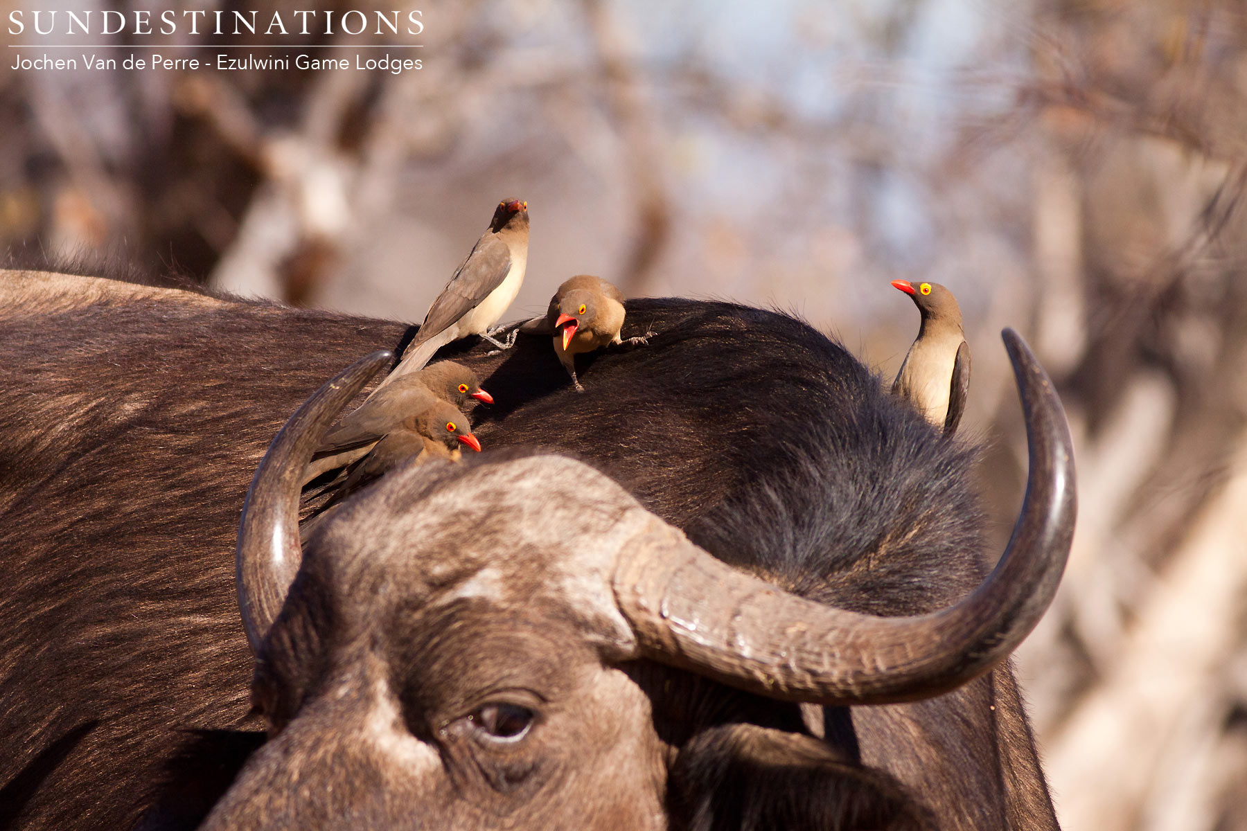 Oxpeckers Buffalo Herd Oxpeckers Buffalo Herd