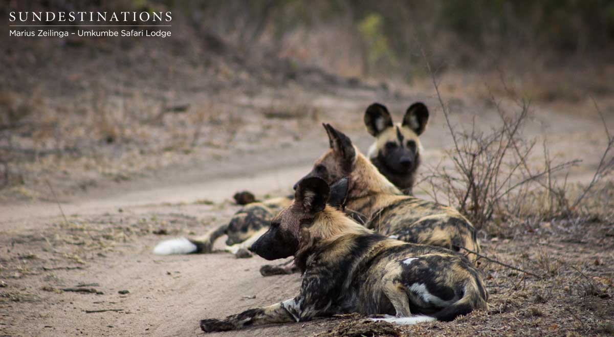Toulon Pack Resting Toulon Pack Resting