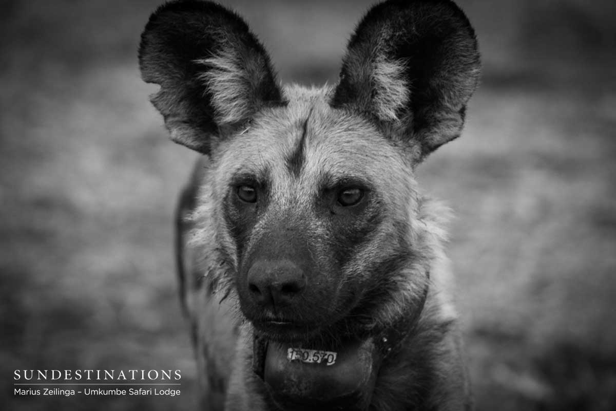 Umkumbe's Wild Dogs Umkumbe's Wild Dogs