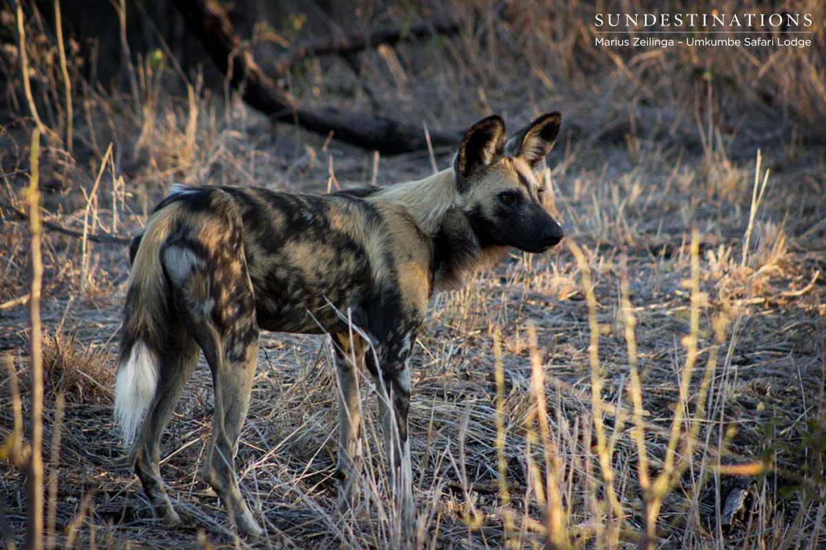 Toulon Pack of Wild Dogs Toulon Pack of Wild Dogs