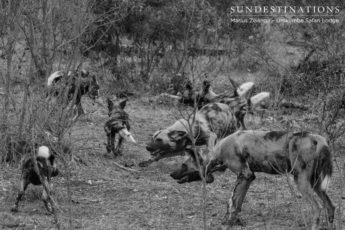 African Wild Dogs - Umkumbe African Wild Dogs - Umkumbe