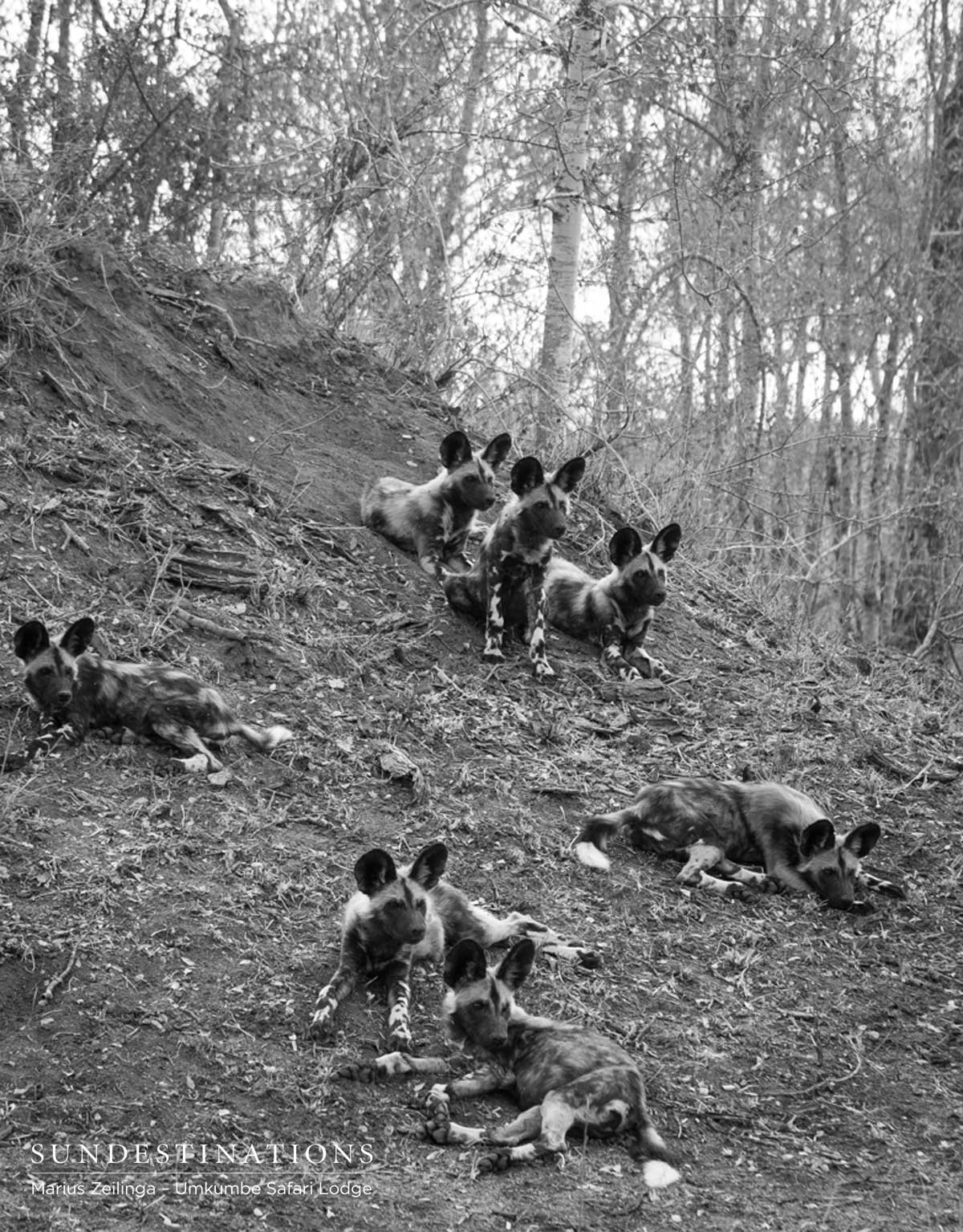 Wild Dogs and Puppies Wild Dogs and Puppies