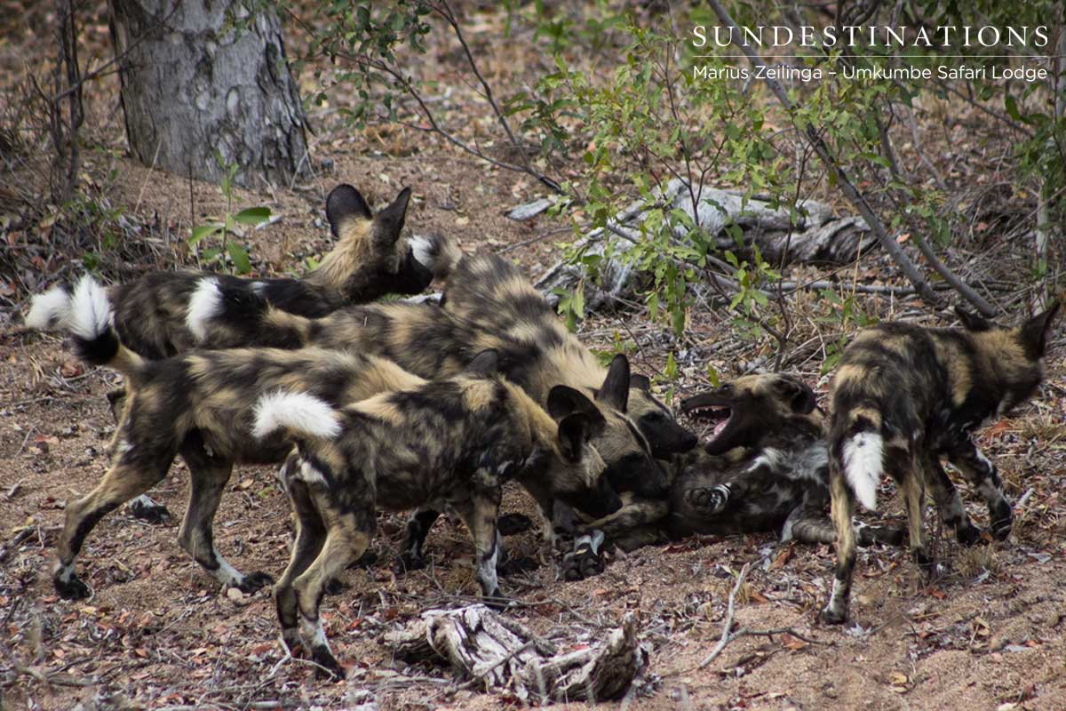 Wild Dogs Eating - Sabi Sand Wild Dogs Eating - Sabi Sand