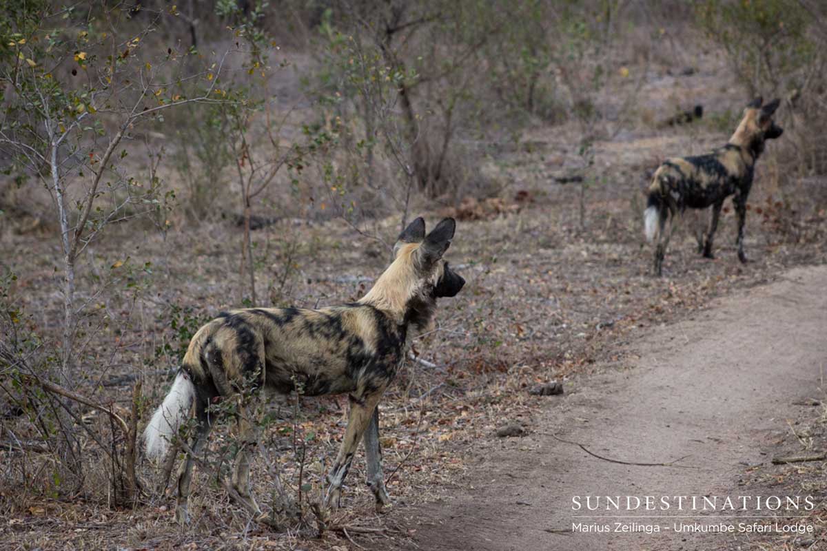 Umkumbe Wild Dogs Umkumbe Wild Dogs