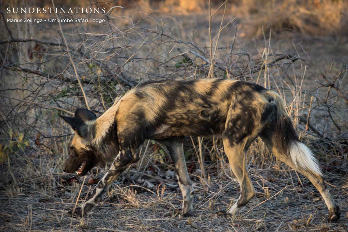 One of the Toulon Pack One of the Toulon Pack