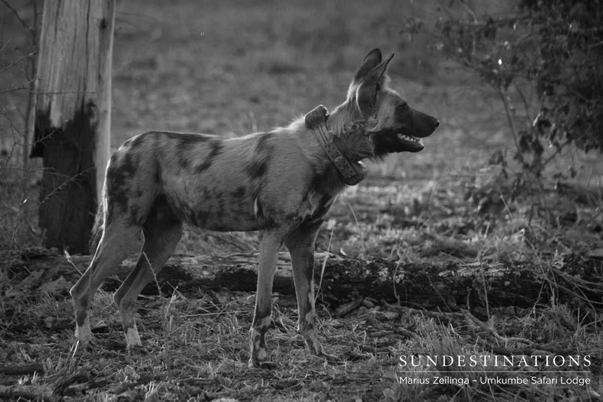 Toulon Pack in Sabi Sand Toulon Pack in Sabi Sand
