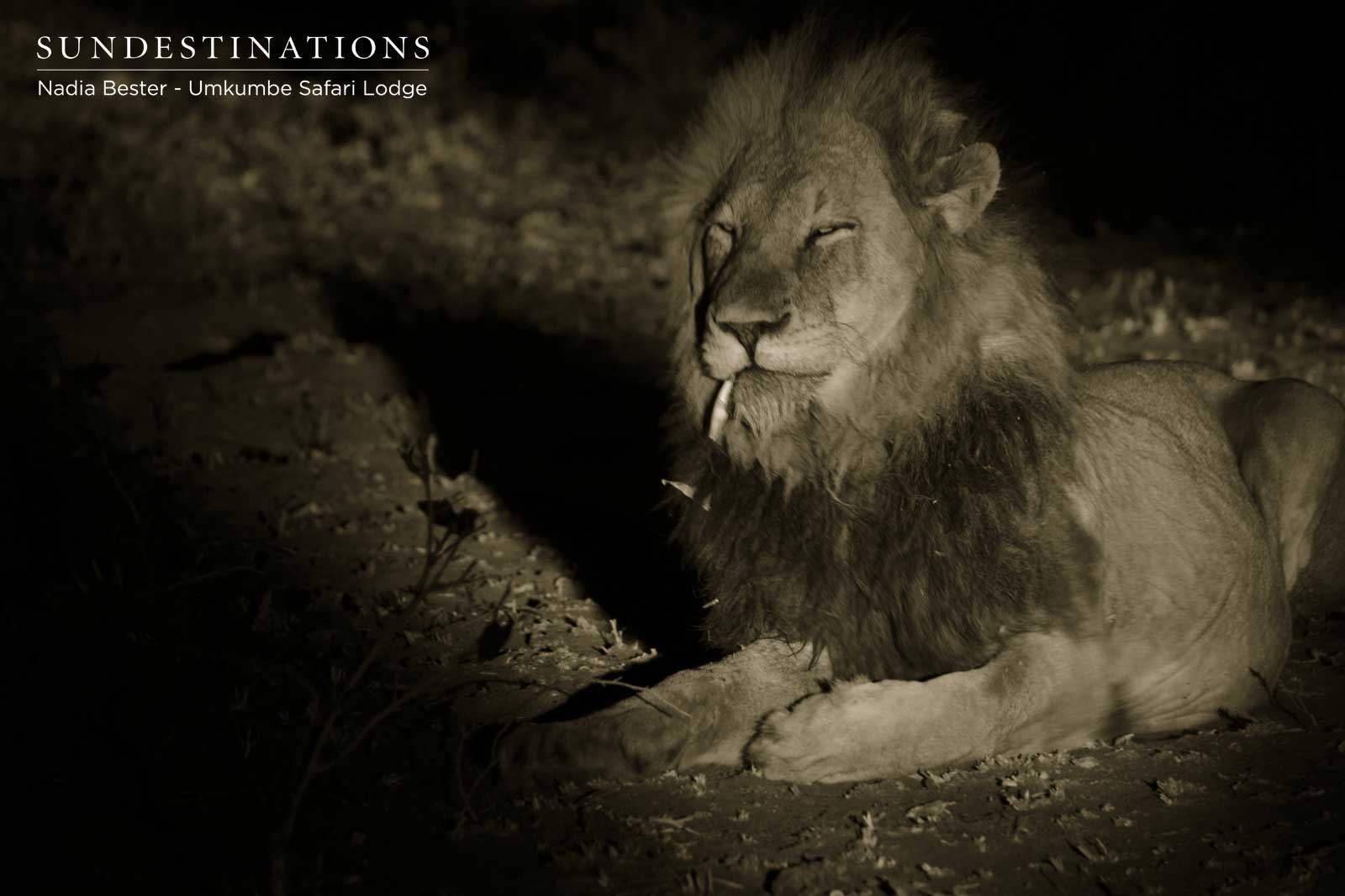 Charleston Males Umkumbe Charleston Males Umkumbe