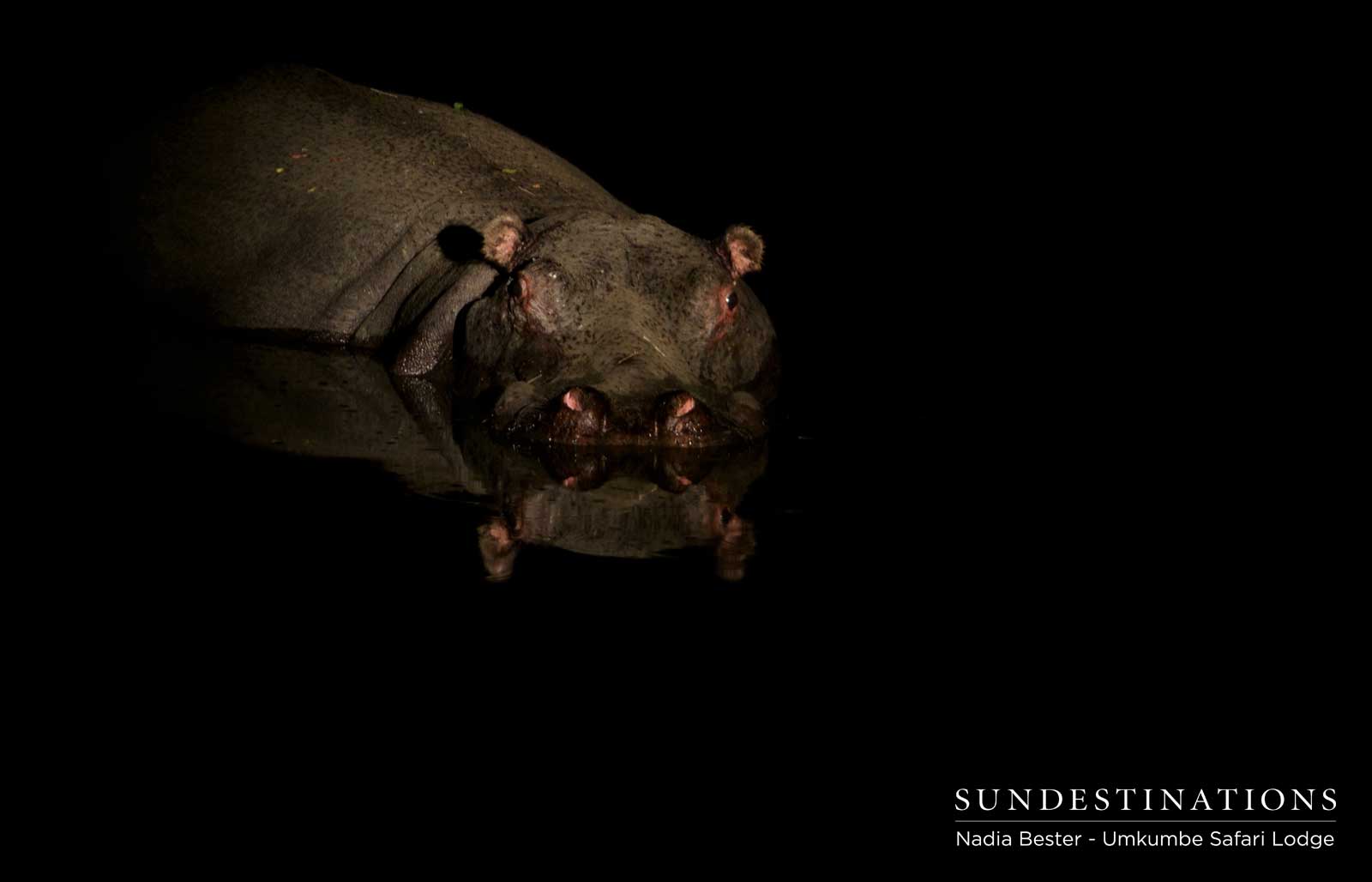 Hippo - Umkumbe Hippo - Umkumbe