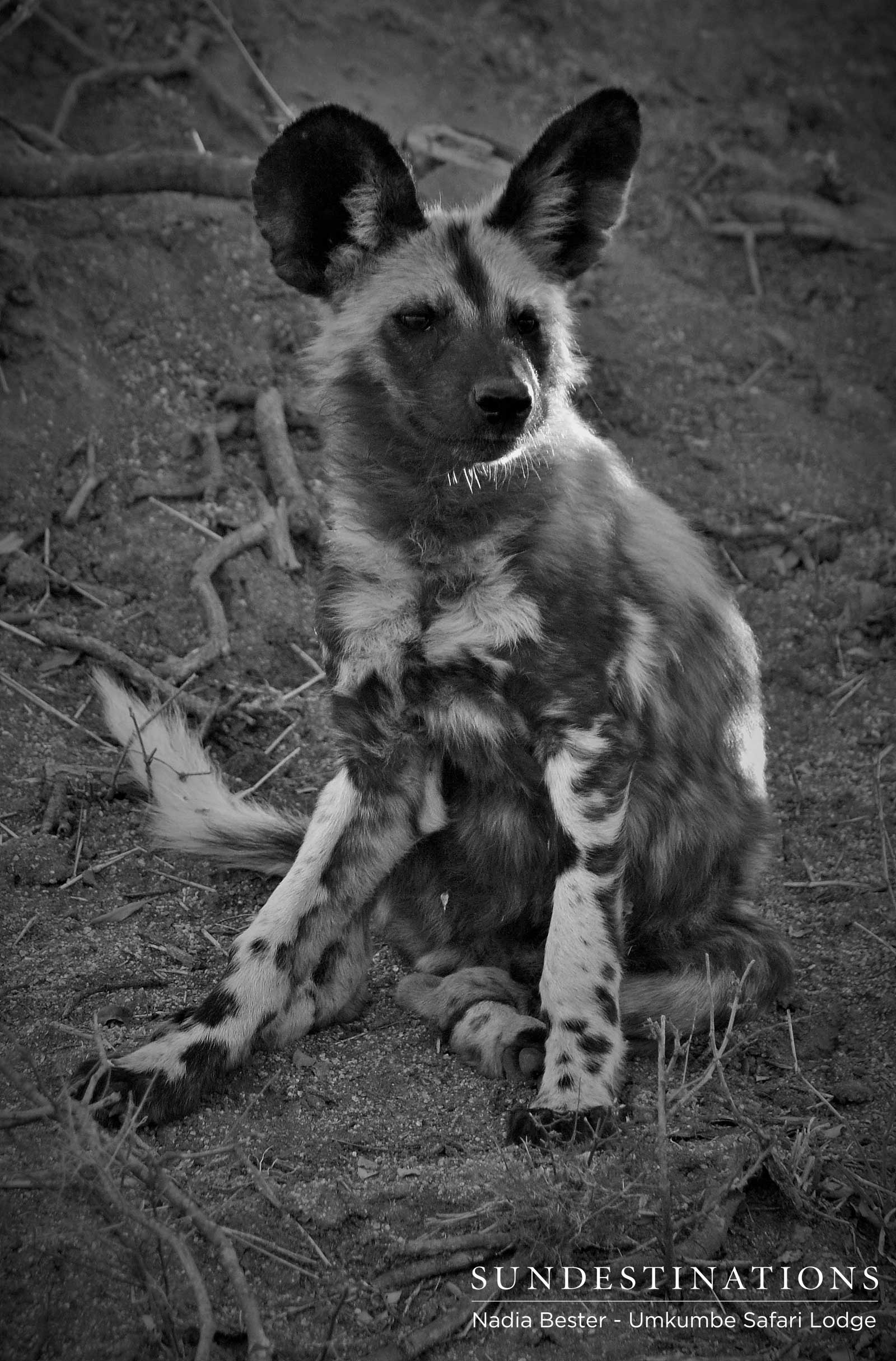 Umkumbe Wild Dog Pups Umkumbe Wild Dog Pups