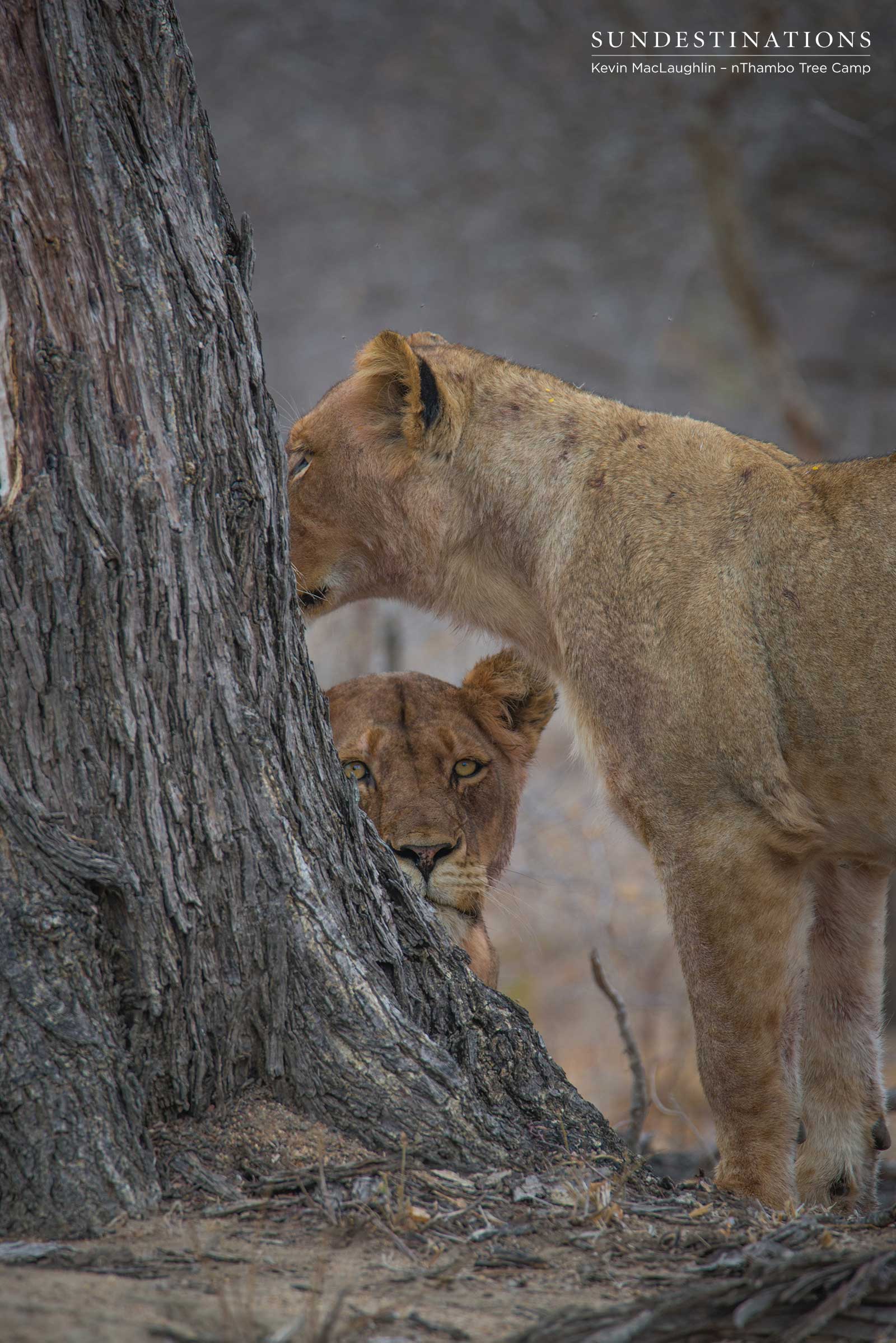 Hercules Pride of Lions at nThambo Hercules Pride of Lions at nThambo