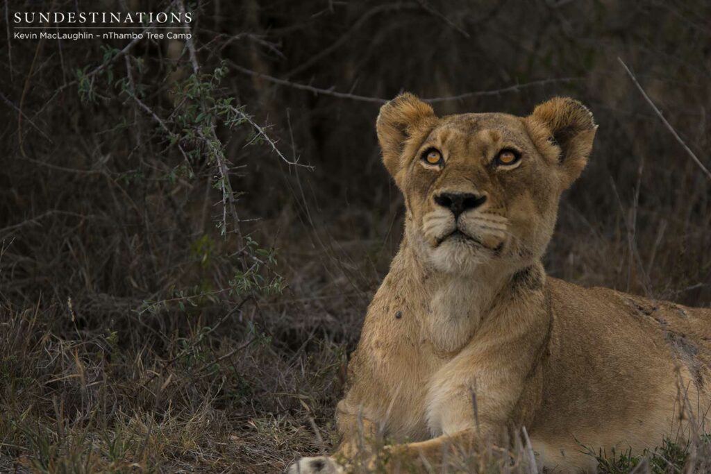 Ross Breakaway lioness Ross Breakaway lioness