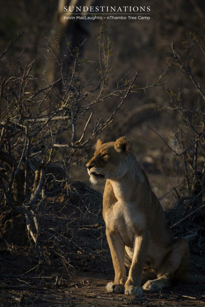 Both Breakaway lionesses seen relaxing together after a few days apart Both Breakaway lionesses seen relaxing together after a few days apart