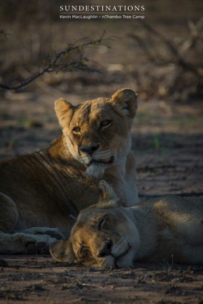 Both Breakaway lionesses seen relaxing together after a few days apart Both Breakaway lionesses seen relaxing together after a few days apart