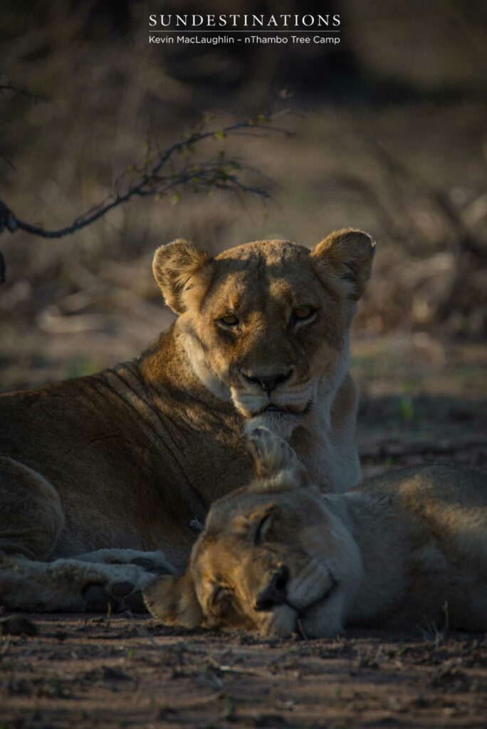 Both Breakaway lionesses seen relaxing together after a few days apart Both Breakaway lionesses seen relaxing together after a few days apart