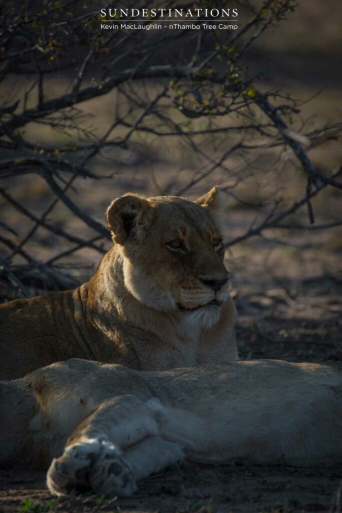 Both Breakaway lionesses seen relaxing together after a few days apart Both Breakaway lionesses seen relaxing together after a few days apart