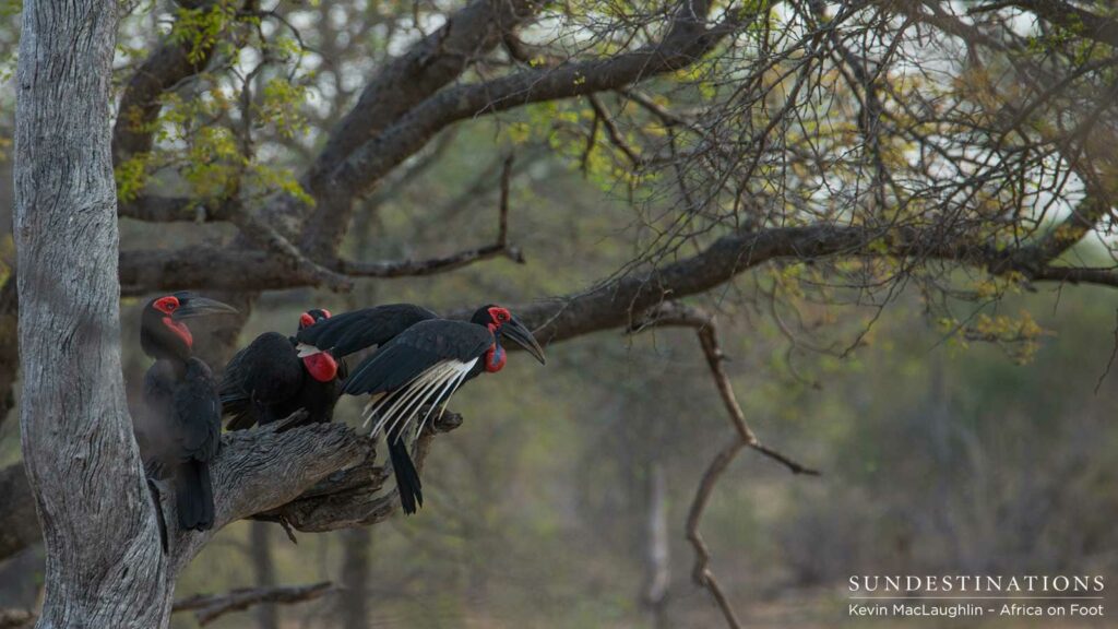 Southern ground hornbills roosting in a tree in the Klaserie Southern ground hornbills roosting in a tree in the Klaserie