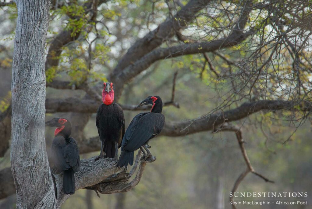Southern ground hornbills roosting in a tree in the Klaserie Southern ground hornbills roosting in a tree in the Klaserie