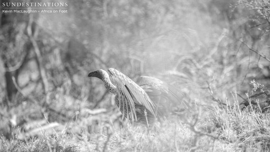 A white-backed vulture prepares for take off after a disappointing visit to a warthog carcass A white-backed vulture prepares for take off after a disappointing visit to a warthog carcass