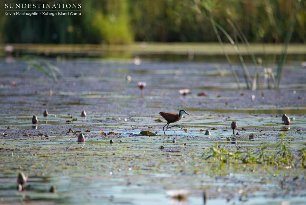 An African jacane plods along the surface of the water, using the lilypads as stepping stones An African jacane plods along the surface of the water, using the lilypads as stepping stones