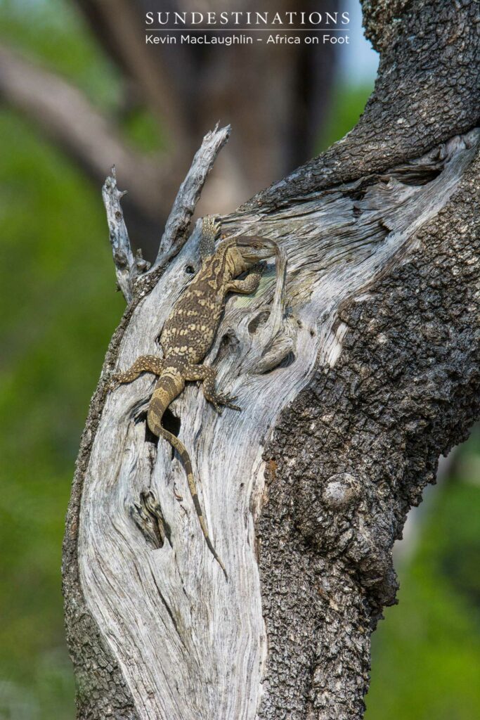 A rock monitor suns itself on the bare trunk of a tamboti tree, eyeing out the audience with skepticism A rock monitor suns itself on the bare trunk of a tamboti tree, eyeing out the audience with skepticism