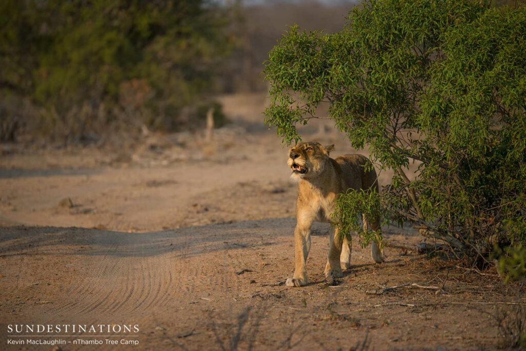 A Breakaway lioness leans in for a scratch under the evergreen branches of a gwarri bush. A Breakaway lioness leans in for a scratch under the evergreen branches of a gwarri bush.