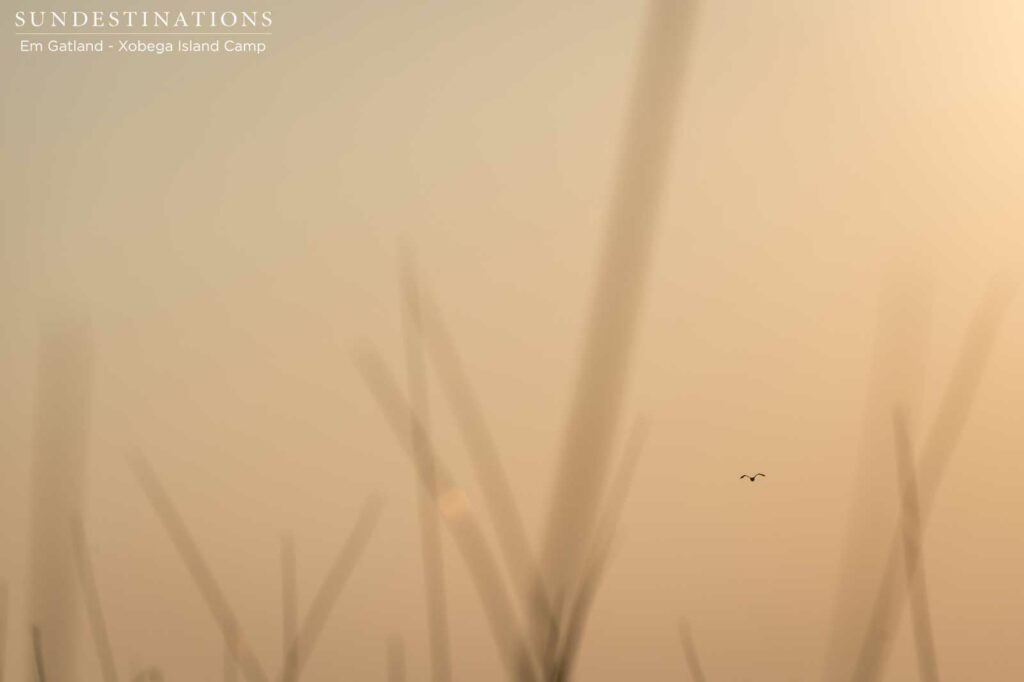 A stork departs and leaves us alone on our mokoro between the reeds of the Okavango Delta A stork departs and leaves us alone on our mokoro between the reeds of the Okavango Delta