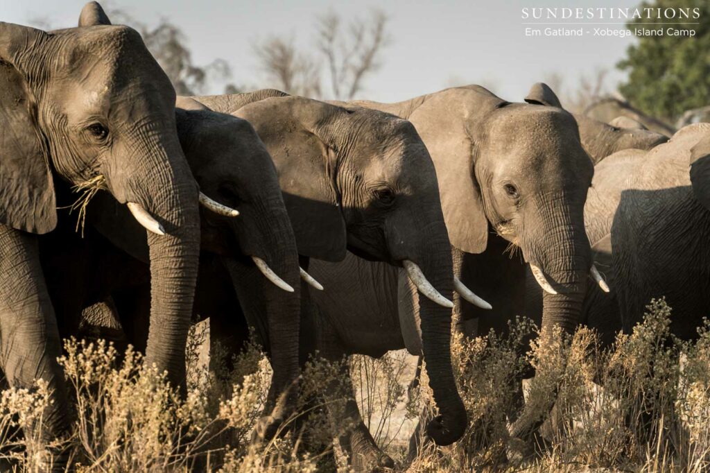 Eating on the move, a herd of elephants makes its own pathway through the tall grasses of the Moremi Game Reserve Eating on the move, a herd of elephants makes its own pathway through the tall grasses of the Moremi Game Reserve