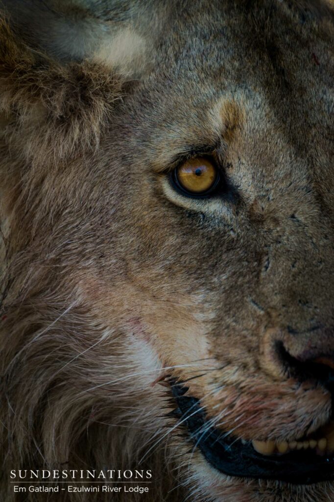 Looking into the eyes of a future king. There are battles to be fought, that is certain. Looking into the eyes of a future king. There are battles to be fought, that is certain.