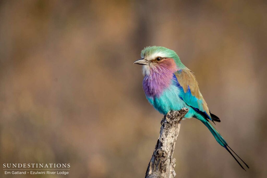 A lilac-breasted roller impresses without doing anything at all. An explosion of colours seems out of place in the neutral tones of the bushveld, but just wait until the colours of summer arrive! A lilac-breasted roller impresses without doing anything at all. An explosion of colours seems out of place in the neutral tones of the bushveld, but just wait until the colours of summer arrive!
