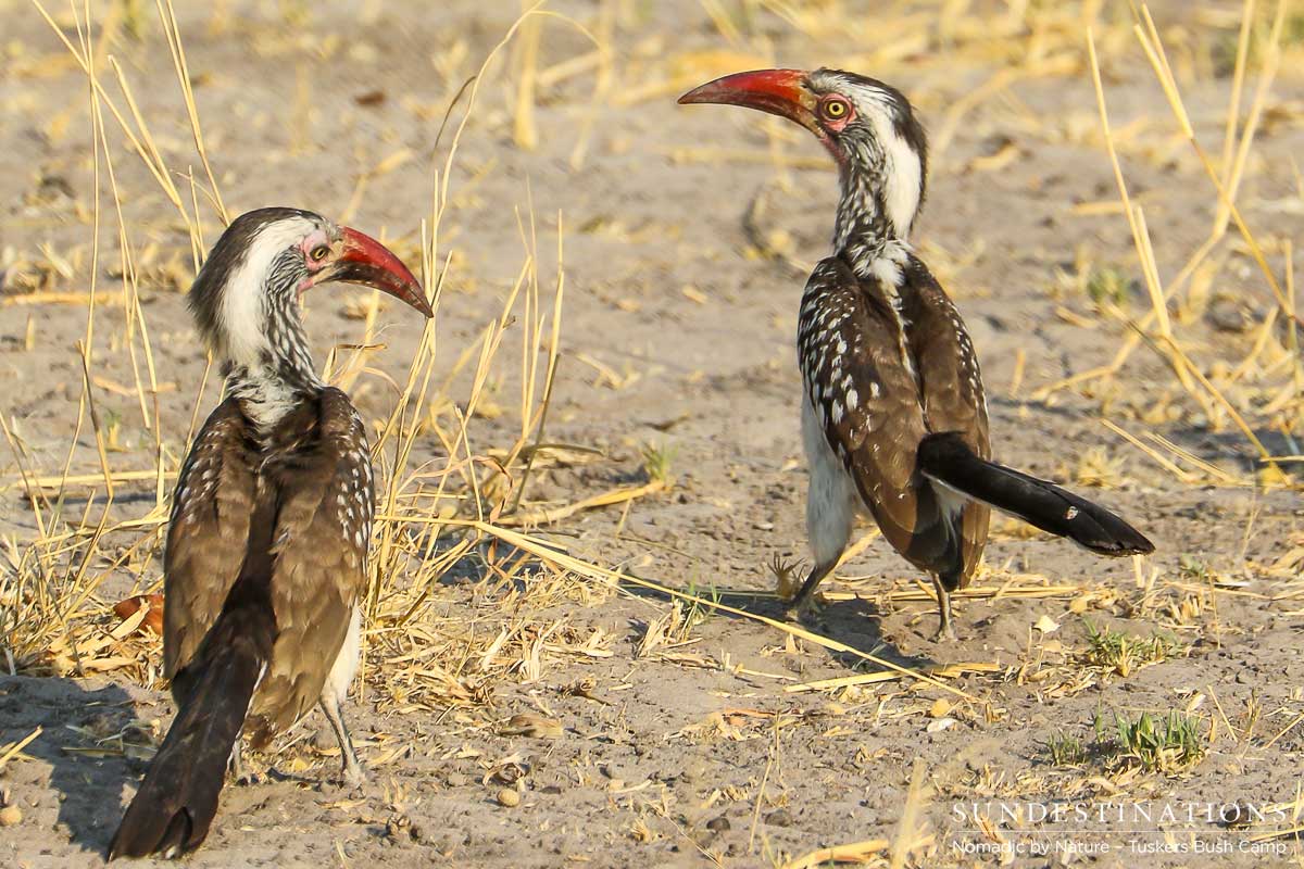 Hornbills Mating Tuskers Hornbills Mating Tuskers