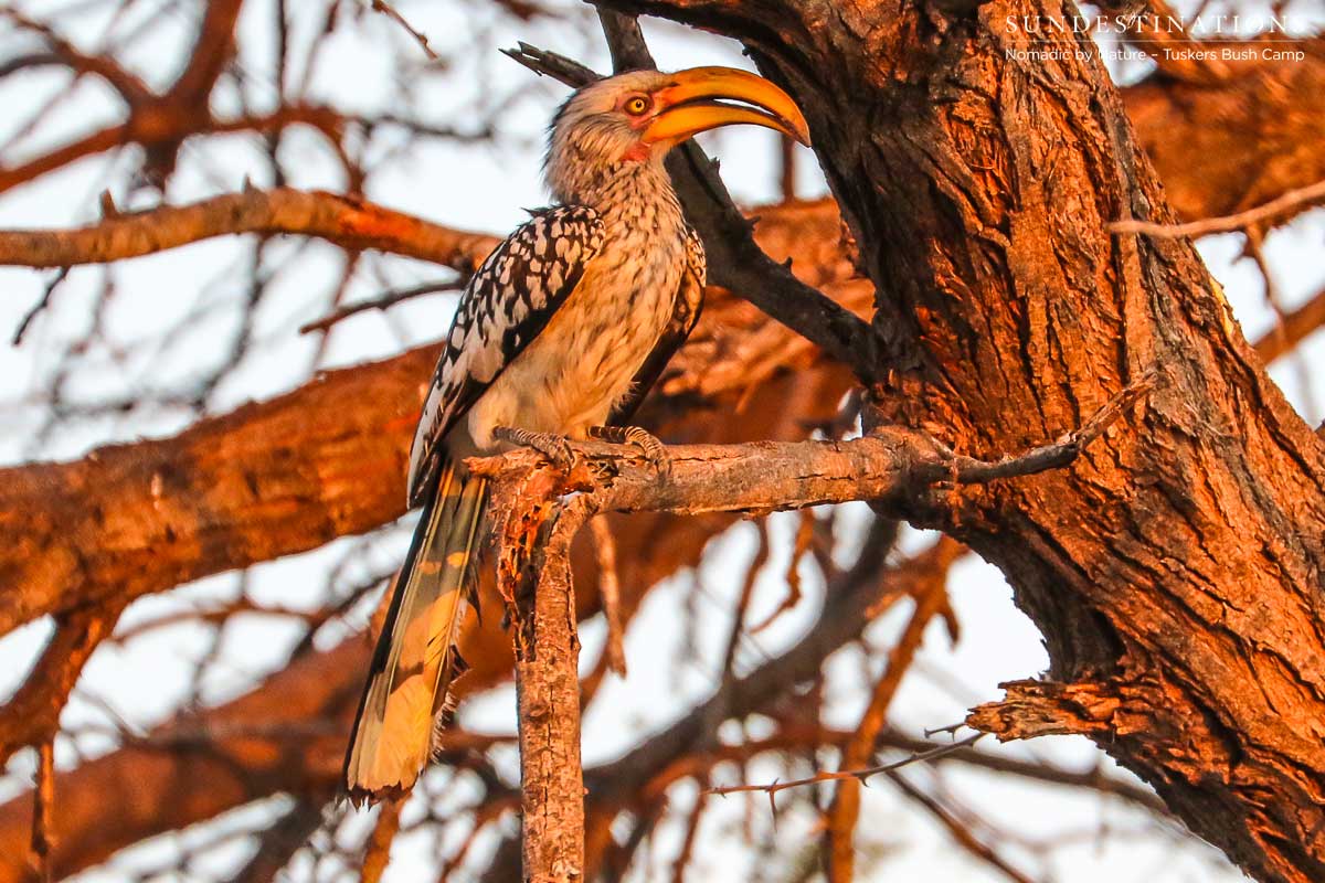 Hornbill at Tuskers Bush Camp Hornbill at Tuskers Bush Camp