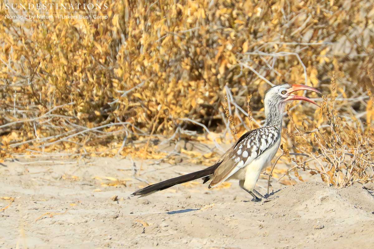 Hornbill on Ground Hornbill on Ground